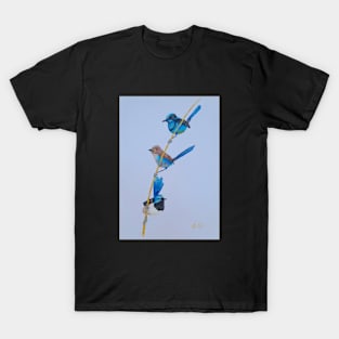 Australian Blue Wrens - birds T-Shirt